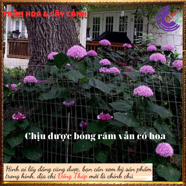 Cây hoa trang thơm hoa hỏa châu rất dễ trồng chịu được nắng nóng⏰ TRÙM HOA VÀ CÂY CẢNH