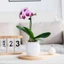 Chậu hoa để bàn BORAGETE, Chậu cây tự tưới nước hai lớp hấp thụ nước tự động, Đồ trang trí nhà cửa Chậu cây lười trong suốt bền