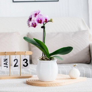 [Crush] Chậu cây tự tưới nước, Chậu hoa để bàn trong suốt thấm nước tự động, Bình hoa trang trí nhà cửa bền bằng nhựa