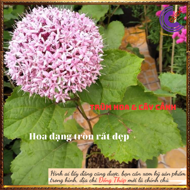 Cây hoa cẩm tú cầu mexicô trang thơm chịu được nắng nóng rất thơm ⏰ Hoa Mười Giờ Bonsai & Phụ Kiện