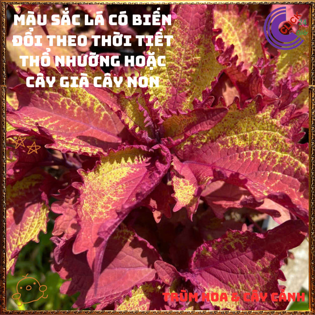Cây lá gấm VÀNG NÂU BÌA RĂNG tía tô cảnh màu lạ đẹp mắt rất dễ trồng️💄Hoa Mười Giờ Bonsai & Phụ Kiện