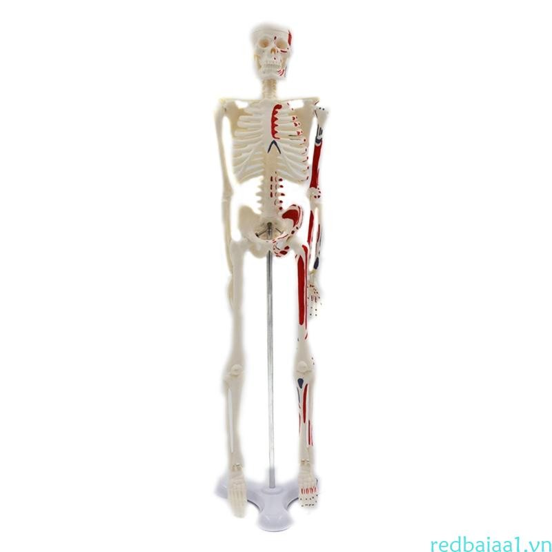 Redbaiaa1 Màu Mini Bộ Xương Người Mẫu Màu Chiều Cao 45cm Cho Giảng Dạy Y Tế Học Tập Trẻ Em Giáo Dục Học Tập Di