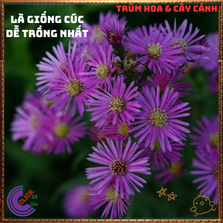 Chậu HOA CÚC THẠCH THẢO HỒNG CÁNH ĐƠN giống mới siêu đẹp lung linh️📦 Yêu Nhà Yêu Hoa