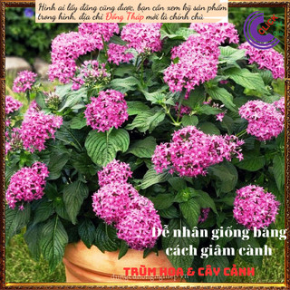 Chậu hoa diễm châu tím siêng hoa ️🔖Siêu Thị Hoa