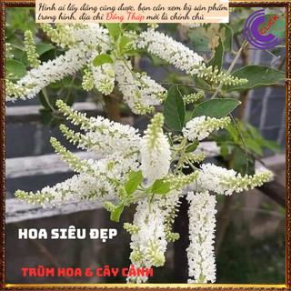 Cây Bạch Trầm Hương Thơm Ngào Ngạt⏳SHOP PP ONLINE CLICK 24 GIỜ