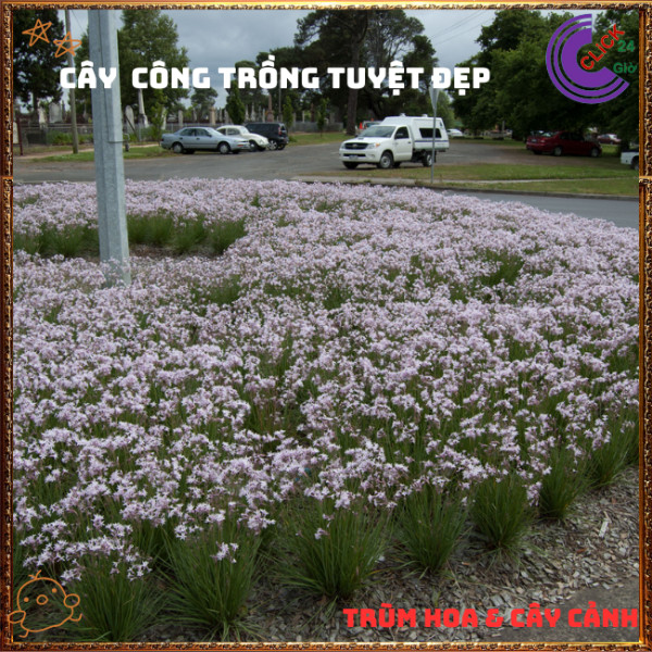Chậu HUỆ TỎI hoa đẹp có hương thơm xua đuổi côn trùng ăn rất ngon️🎊 Hoa Mười Giờ Bonsai & Phụ Kiện