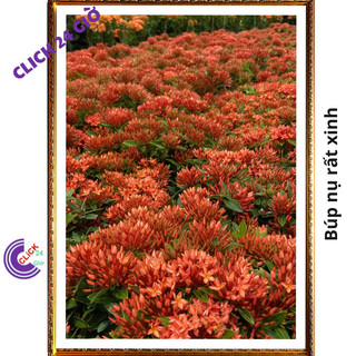 Chậu hoa mẫu đơn đỏ giống hoa trang làm hàng rào công trình 🖱 SHOP PP ONLINE CLICK 24 GIỜ