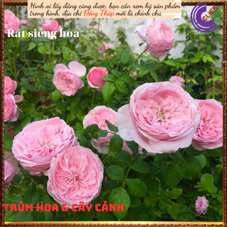 Chậu hoa hồng Carey hoa to ngọt ngào💍Hoa Mười Giờ Bonsai & Phụ Kiện