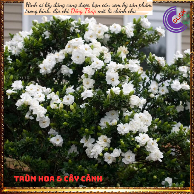 Cây hoa Bạch Thiên Hương Hoa Lài Lá Lớn Chậu Lớn Cây Cao Thơm Ngát 💿 Hoa Mười Giờ Bonsai & Phụ Kiện