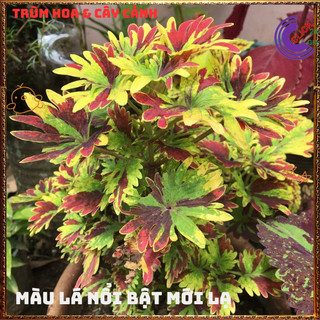Chậu LÁ GẤM TÍA TÔ CẢNH màu quạt 7 sắc đổi màu siêu phẩm trồng nền️📩 Siêu Thị Hoa Và Cây Giống
