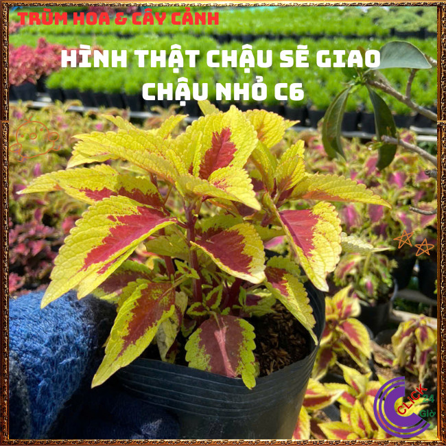 Combo 6 Chậu Lá Gấm 6 Màu Rực Rỡ Lạ Mắt Cực Kỳ Xinh Đẹp Siêu Dễ Trồng📧 TRÙM HOA VÀ CÂY CẢNH