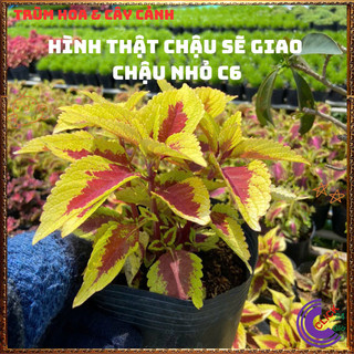 Combo 6 Chậu Lá Gấm 6 Màu Rực Rỡ Lạ Mắt Cực Kỳ Xinh Đẹp Siêu Dễ Trồng️📩 Siêu Thị Hoa Và Cây Giống