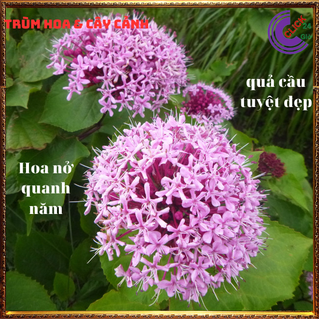 Cây hoa cẩm tú cầu mexicô trang thơm chịu được nắng nóng rất thơm ⏰ Hoa Mười Giờ Bonsai & Phụ Kiện