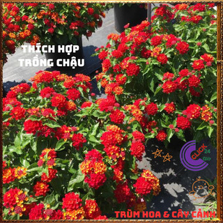 Chậu hoa ngũ sắc ĐỎ RUBY rực rỡ siêu đẹp thơm ngát quanh năm️💎Hoa Đẹp Dễ Trồng