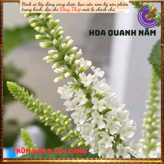 Cây Bạch Trầm Hương Thơm Ngào Ngạt💍Hoa Mười Giờ Bonsai & Phụ Kiện