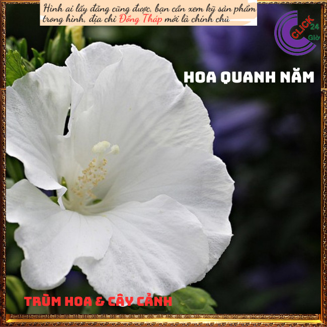 Cây râm bụt trắng đơn giống mới 💍Hoa Mười Giờ Bonsai & Phụ Kiện