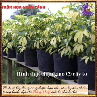 Cây ngũ gia bì cẩm thạch Hút tài lộc và vượng khí đuổi muỗi ⌛ Siêu Thị Hoa Và Cây Giống