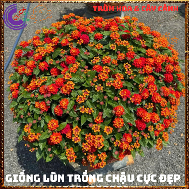 Chậu hoa ngũ sắc ĐỎ RUBY tuyệt đẹp siêu hoa thơm ngát quanh năm⏳ TRÙM HOA VÀ CÂY CẢNH