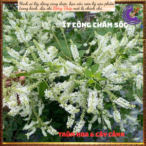 Cây Bạch Trầm Hương Thơm Ngào Ngạt🔮Top Loài Hoa Đẹp Nhất Thế Giới