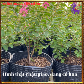 Cây tường vi hồng xinh siêu chùm siêu hoa nở lâu dễ trồng ⌛ Siêu Thị Hoa Và Cây Giống