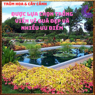 Chậu Lá Gấm VÀNG NÂU BÌA RĂNG Cây trồng viền đẹp mắt TÍA TÔ CẢNH️🌭 Làng Hoa Sa Đéc