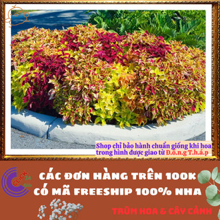 Cây lá gấm QUẠT 7 SẮC ĐỔI MÀU tía tô cảnh màu lạ đẹp mắt rất dễ trồng⌛VƯỜN HOA CỔ TÍCH