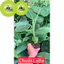 Cây Chuối Laba - Và chuối siêu lùn - Giống Nuôi Cấy Mô - Giống Chuối Laba Sinh Trưởng Nhanh, Năng Suất Cao