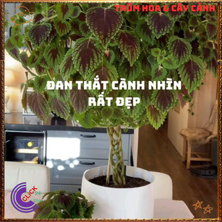 Chậu Lá Gấm ĐỒNG XU PHÚ THẠCH lá nhỏ xinh xắn màu sắc mới mẻ ️🎊 Hoa Đẹp Dễ Trồng