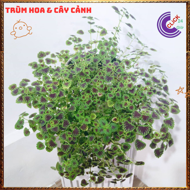 Cây Lá Gấm ĐỒNG XU MINI lá nhỏ xinh xắn làm tiểu cảnh cực dễ thương ️️🍔TRÙM HOA VÀ CÂY CẢNH