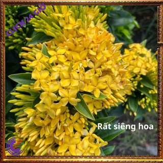Hoa trang VÀNG giống hoa mẫu đơn VÀNG CỐM lá nhỏ hoa to đẹp tuyệt vời🖲 Siêu Thị Hoa Và Cây Giống