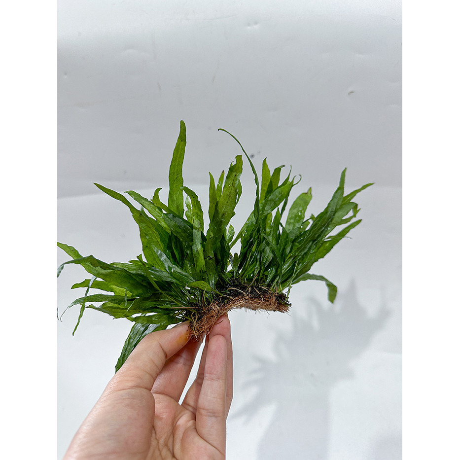 Cây Thủy Sinh Dương Xỉ Lá Hẹp | Cây Thủy Sinh
