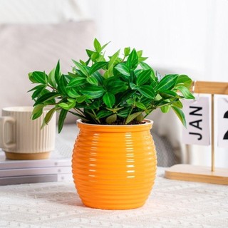 [Crush] Chậu cây tự tưới nước, Chậu hoa để bàn trong suốt thấm nước tự động, Bình hoa trang trí nhà cửa bền bằng nhựa