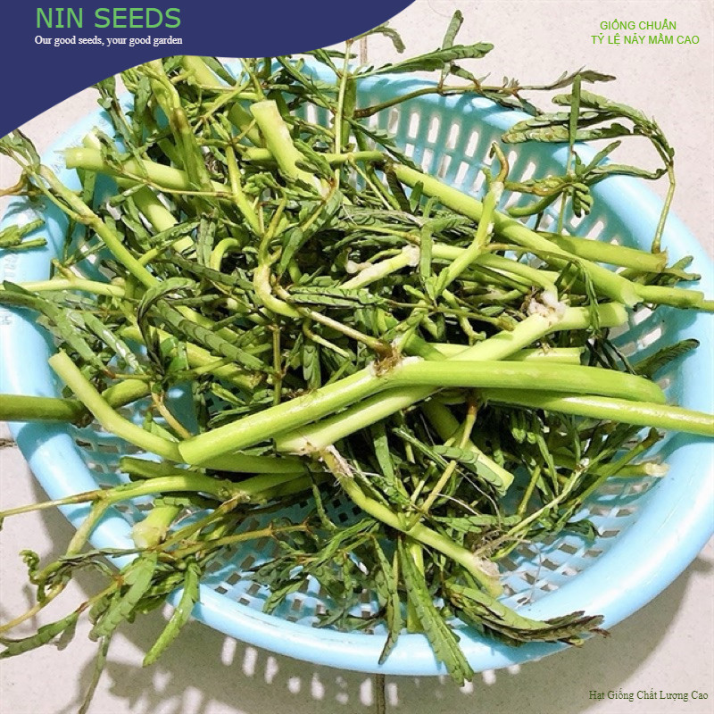 Hạt Giống Rau Rút (Rau Nhút) - Gói 2gram - GM 70% (ngâm hạt 8-10 tiếng ...