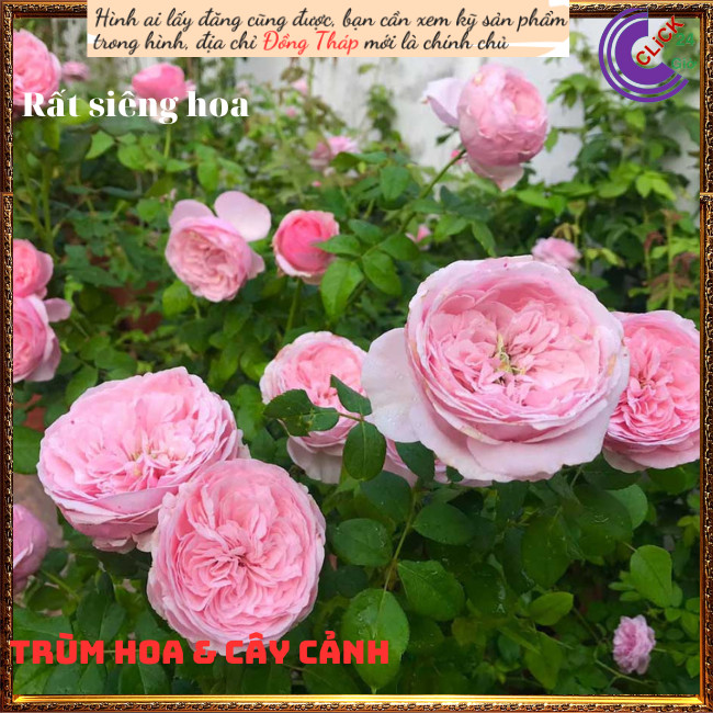 Chậu hoa hồng Carey hoa to ngọt ngào️💄TRÙM HOA VÀ CÂY CẢNH
