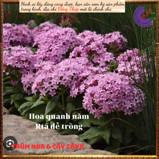 Chậu hoa diễm châu hồng hạnh phúc ⏳SHOP PP ONLINE CLICK 24 GIỜ