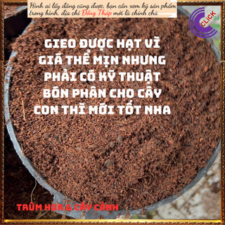 2ký ĐẤT TRỒNG RAU HOA CÂY CẢNH MỊN✳️MiMa market