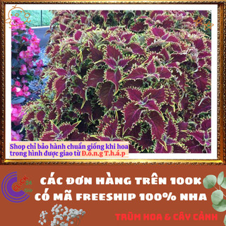Cây lá gấm NÂU RĂNG CƯA XANH tía tô cảnh màu lạ đẹp mắt rất dễ trồng⏳TRUNG TÂM CÂY GIỐNG VÀ HOA