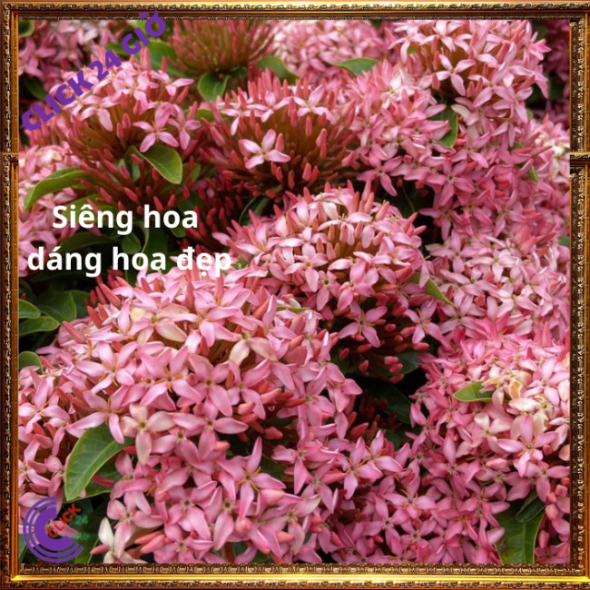 Chậu hoa mẫu đơn HỒNG giống hoa trang lá nhỏ hoa to được yêu thích💽 MM Market