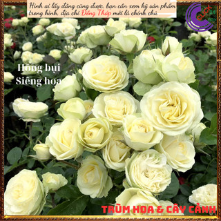 Chậu hoa hồng xanh bơ Creamy Eden ⏰Yêu Nhà Yêu Hoa