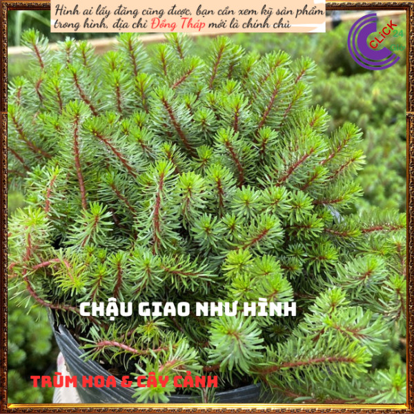 Chậu hoa mười giờ khổng tước trồng nền🍉 TRÙM HOA VÀ CÂY CẢNH
