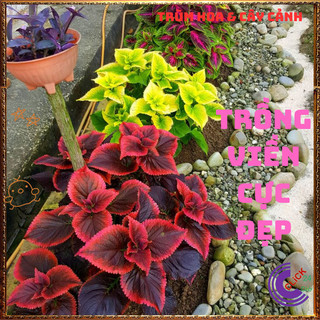 Combo 9 Chậu Lá Gấm Thái 9 Màu Rực Rỡ Lạ Mắt Cực Kỳ Xinh Đẹp️📩 Siêu Thị Hoa Và Cây Giống