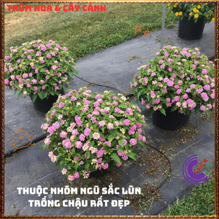 Chậu hoa ngũ sắc HỒNG KEM PASTEL bụi lùn siêu hoa thơm ngát️🔐 MiMa market