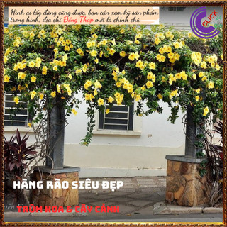 Cây hoa Huỳnh anh Vàng Quỳnh Anh lớn 💍Hoa Mười Giờ Bonsai & Phụ Kiện