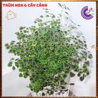 Chậu Lá Gấm ĐỒNG XU MINI lá siêu nhỏ xinh xắn rất đáng yêu️🌭 Làng Hoa Sa Đéc