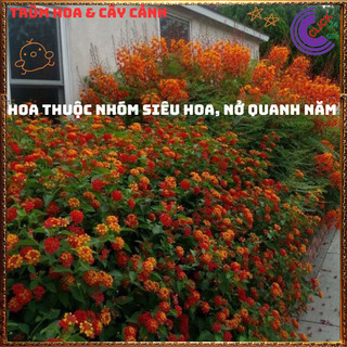 Chậu hoa ngũ sắc ĐỎ NHẬT đứng nổi bật siêu đẹp và thơm quanh năm ️🔖Làng Hoa Sa Đéc