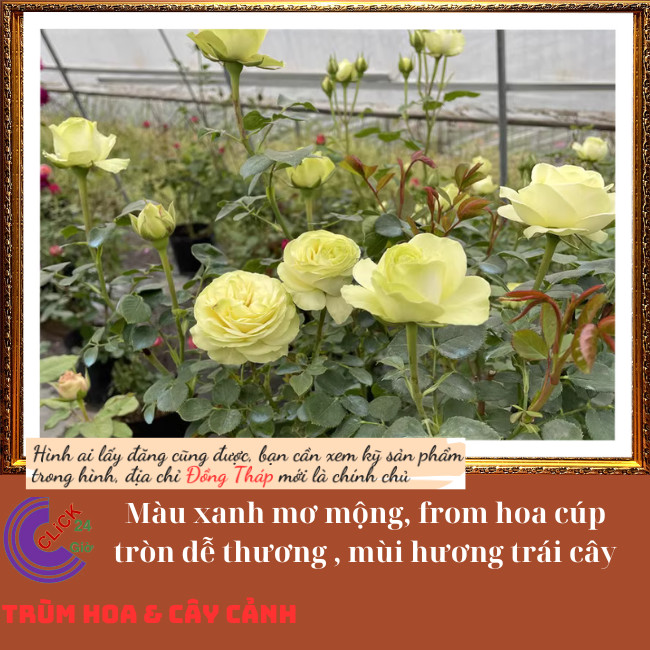 Chậu hoa hồng xanh bơ Creamy Eden 💍Hoa Mười Giờ Bonsai & Phụ Kiện