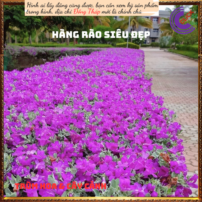 3 Cây tuyết sơn phi hồ hồng lá bạc 💍Hoa Mười Giờ Bonsai & Phụ Kiện