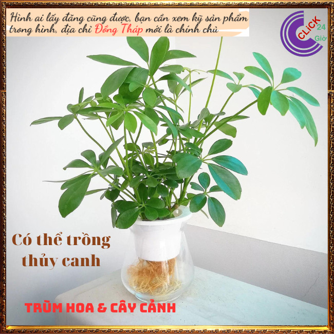 Cây Xuyên gia bì Hút tài lộc vượng khí ngũ gia bì cây dược liệu quý ⏰ Hoa Mười Giờ Bonsai & Phụ Kiện