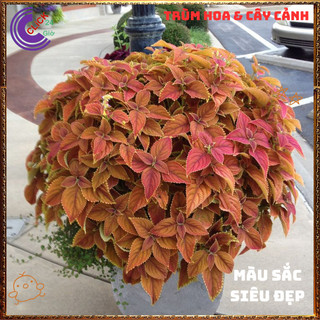 Cây lá gấm CAM NÂU RĂNG VÀNG tía tô cảnh màu lạ đẹp mắt rất dễ trồng⌛VƯỜN HOA CỔ TÍCH