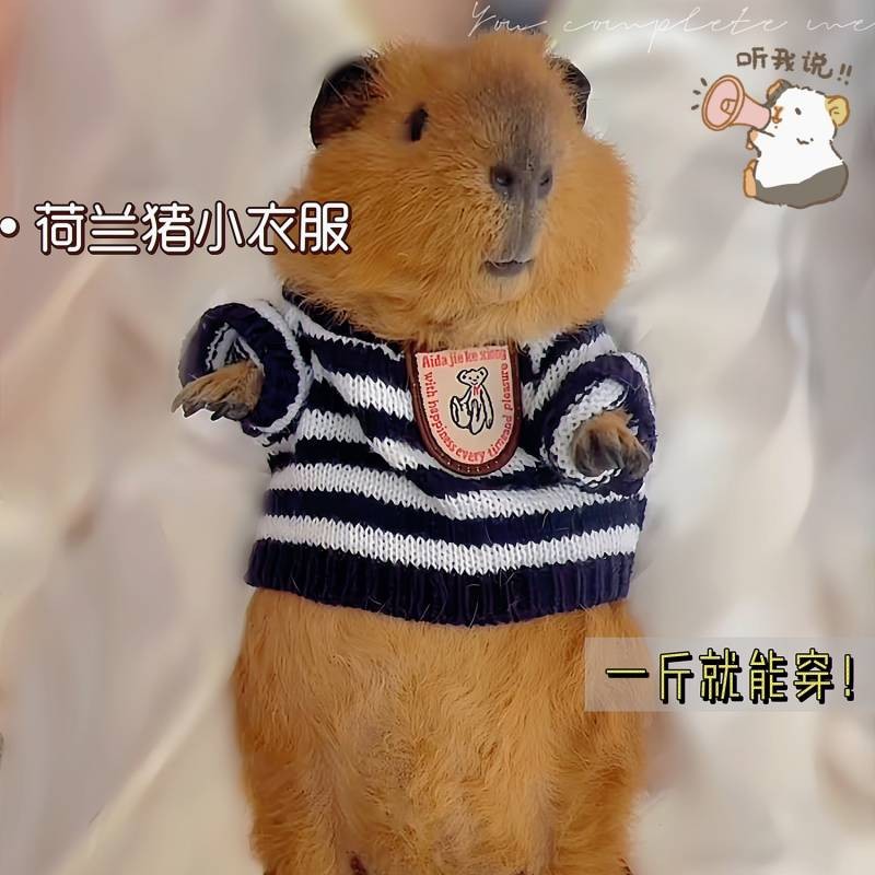 【Ready Stock】 Guinea Pig Clothes Special Minipet Autumn and Winter Thermal Clothes over Small Size Ferret Totoro Pygmy Rabbit Squirrel Hamster Vghm